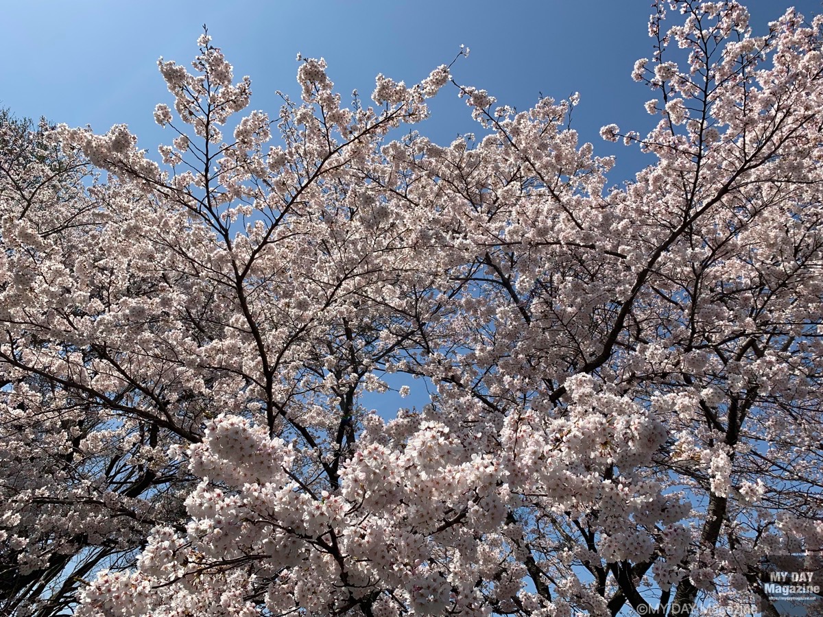 近所の公園の桜が満開に
