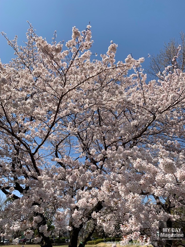 近所の公園の桜が満開に